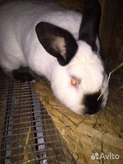 Калифорнийские кролики