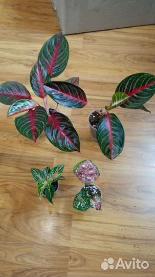 Красивые живые цветы комнатн., оформлю для подарка