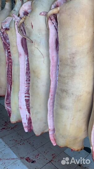 Сало свинина жирные поросята