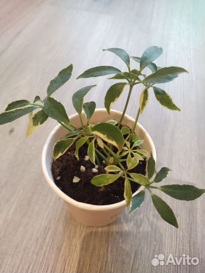 Комнатные цветы шефлера