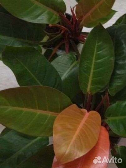 Филодендрон принц оранж