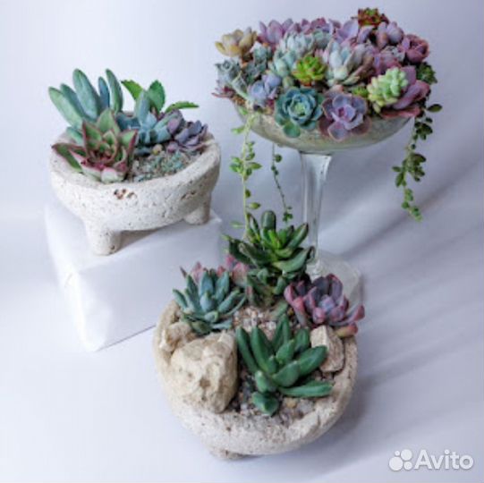 Суккуленты для садика