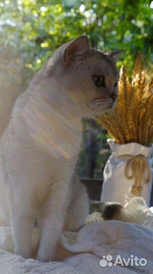 Британская