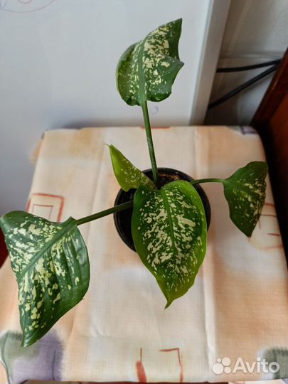 Диффенбахия