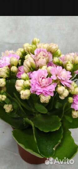 Пеларгония, живые розы, и др