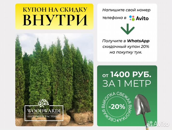 Туя Брабант 1,5 м