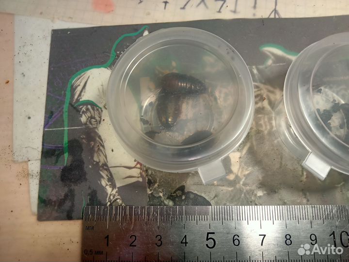 Кормовые тараканы Pycnoscelus nigra