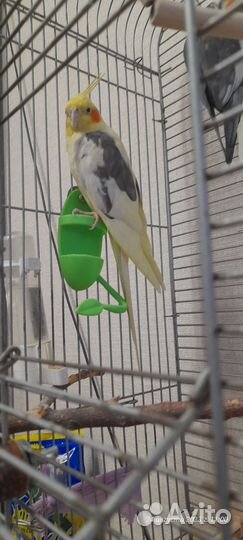 Попугай корелла с клеткой