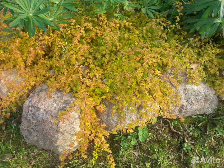 Стефанандра Криспа