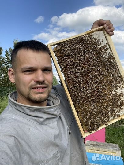 Пчёлы, пчелосемьи