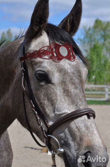 Налобник для лошади