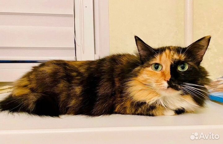 Кошке нужен папа