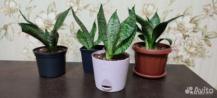 Сансевиерия ханни