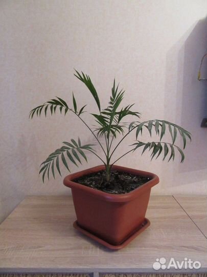 Горшечные растения