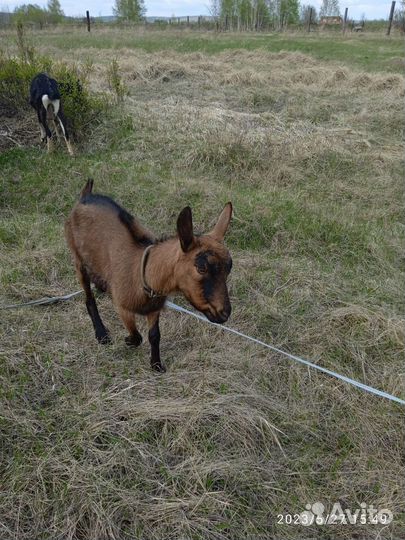 Чешские козы