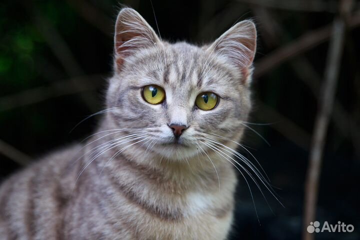 Кошка ищет дом