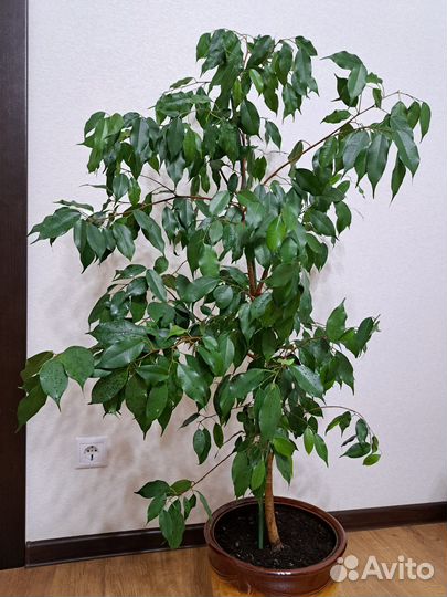 Фикус, высота 120см
