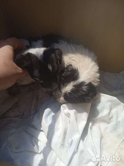 Щеночки маленькие