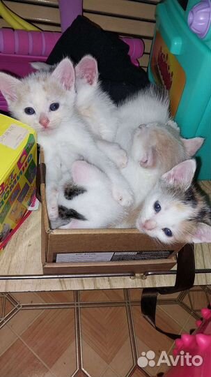 Котятки в добрые ручки