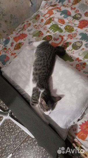 Кошка в дар бесплатно
