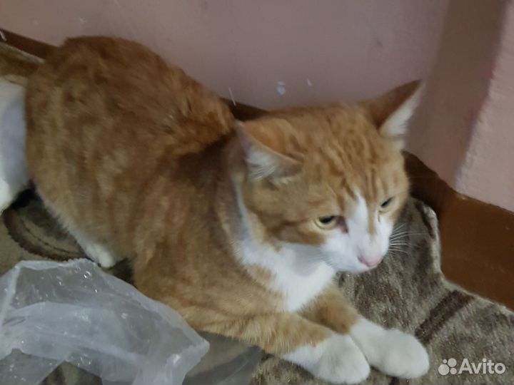 Рыжий кот блохастый без породный
