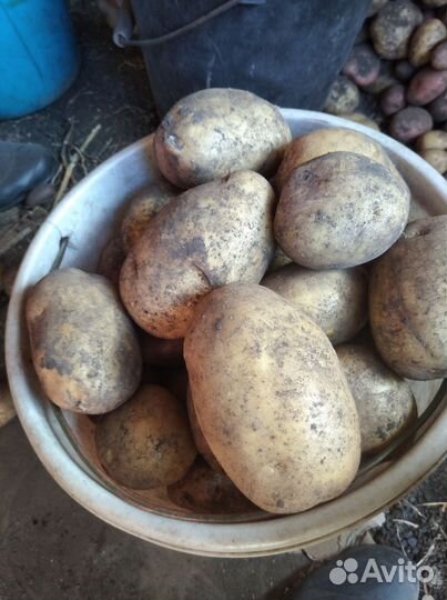 Продам картофель