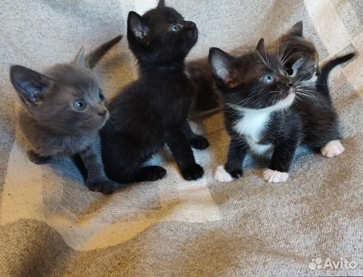 Отдам в добрые руки котят