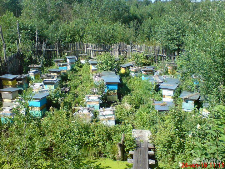 Мёд со своей пасеки, мёд в сотах