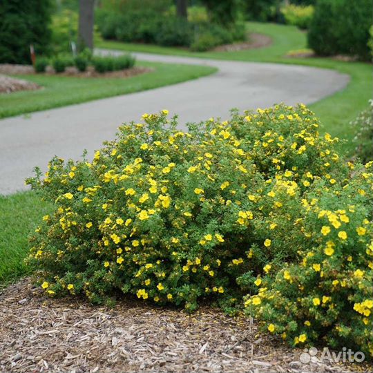 Лапчатки и спиреи отпом и в розницу (2-15 л)