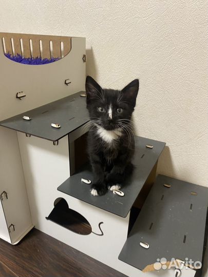 Котенок мальчик 2 месяца