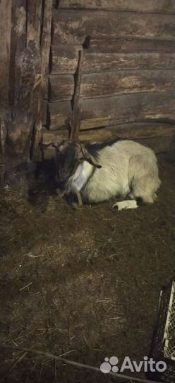 Нубийский козел