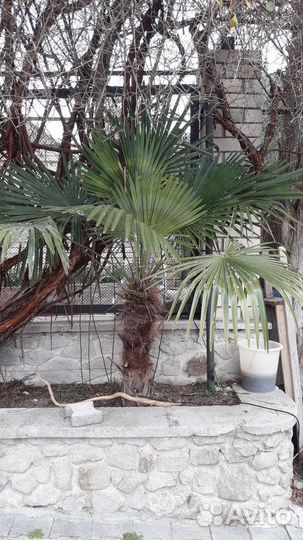 Пальма веерная