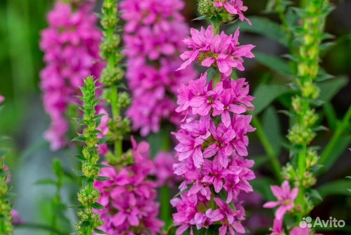 Дербенник иволистый