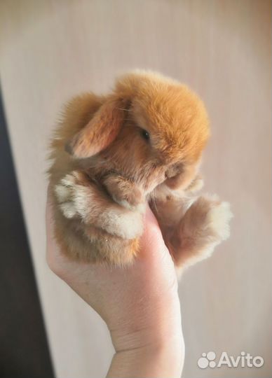 Карликовый крольчонок Минилоп