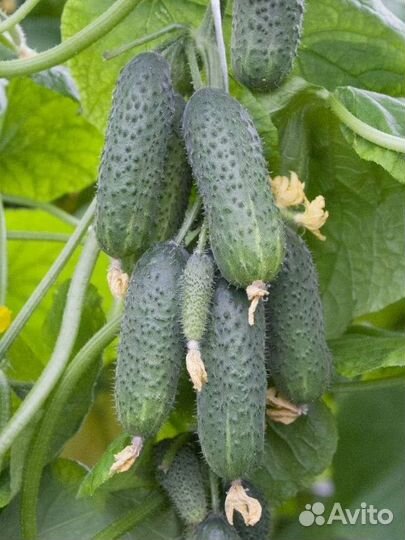 Самый урожайный гибрид огурца из Испании Бэрд