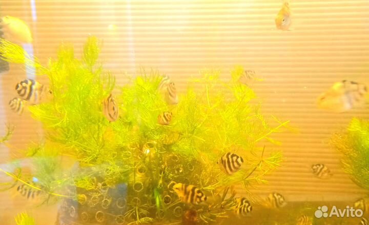 Рыбка сапфировый попугай