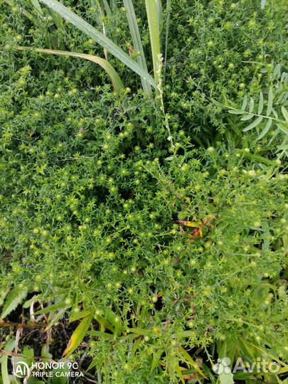 Астры сентябринки