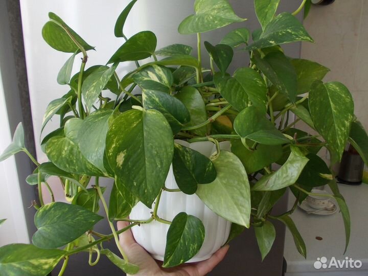 Продам лиану (сциндапсус) и другие цветы