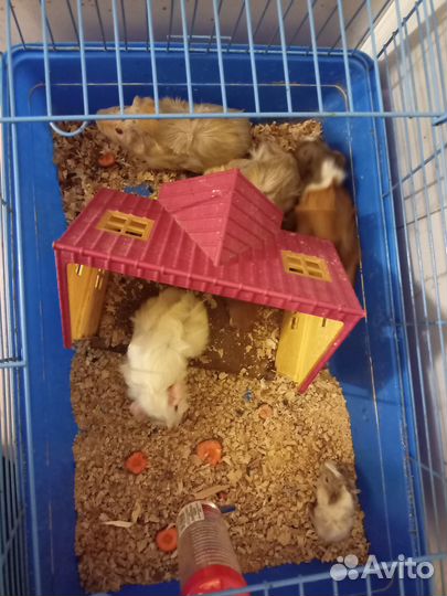 Морские свинки