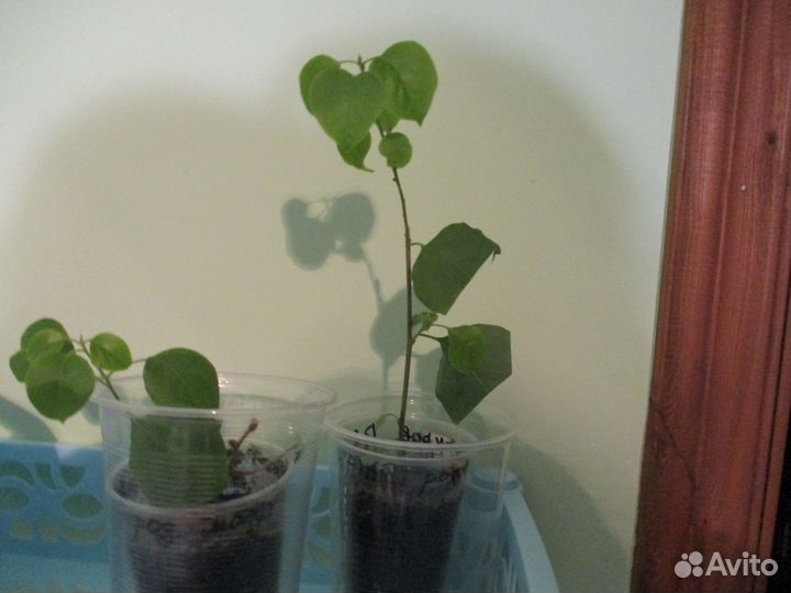 Бугенвиллия