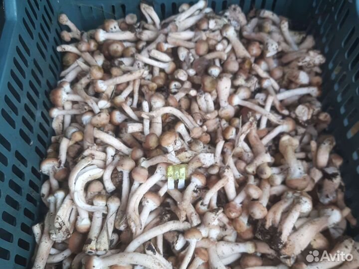 Грибы опята