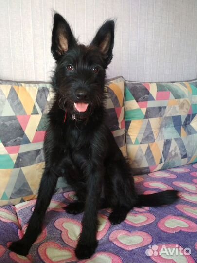 Собака Малыш