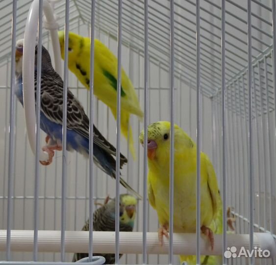 Волнистые попугайчики
