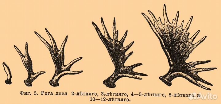 Рога лося, оленя