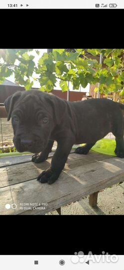 Щенки кане Корсо