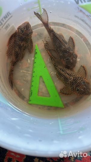 Сомы L 397, L 066, Eheim 2026,комплект со 2