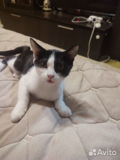 Кошечка в добрые руки