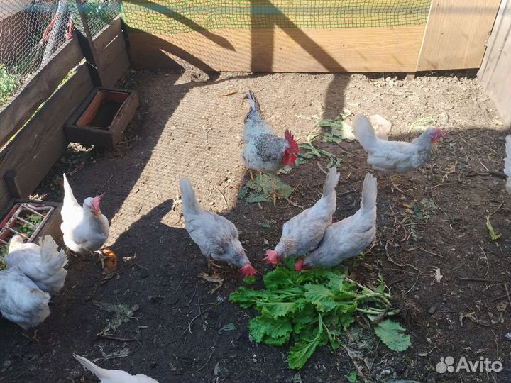 Куры несушки