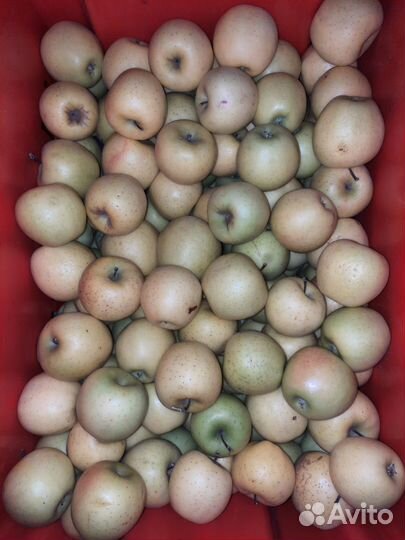 Яблоки осенние