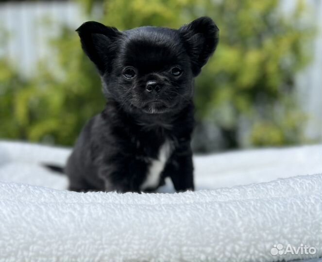 Щенки чихуахуа